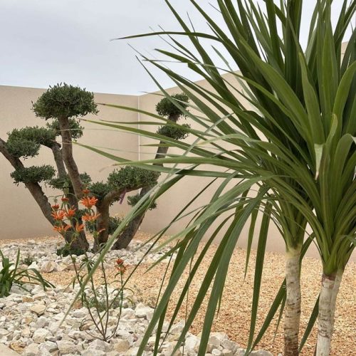 Paysagiste à Sauvian : création et aménagement de votre jardin