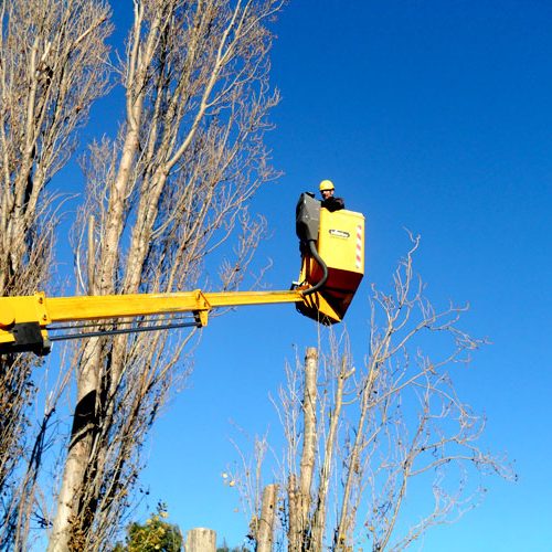 Élagage et abattage d’arbres à Béziers et Sauvian